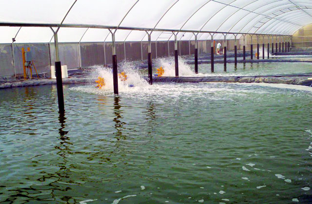 Nuôi tôm theo công nghệ Semifloc