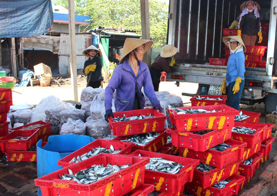 Quảng Ngãi: Sôi động mùa cá ve