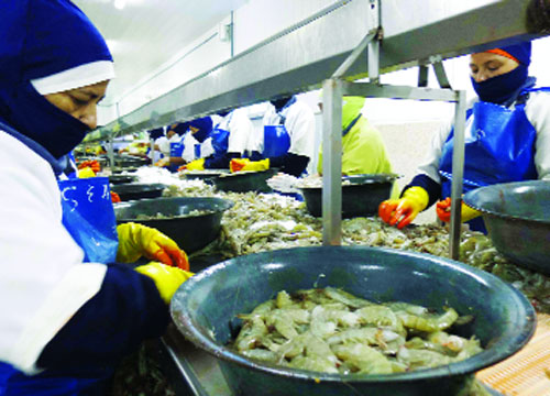 Thái Lan: Thiếu hụt tôm nguyên liệu