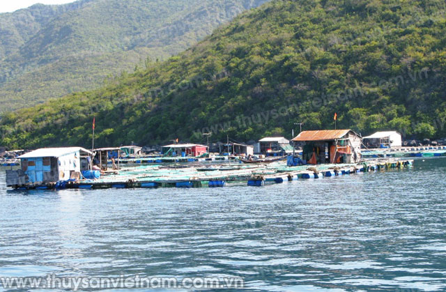 Khánh Hòa: Diện tích thủy sản TP Cam Ranh đạt 680 ha