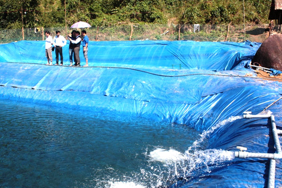 Quảng Ngãi: Triển vọng từ mô hình nuôi cá tầm