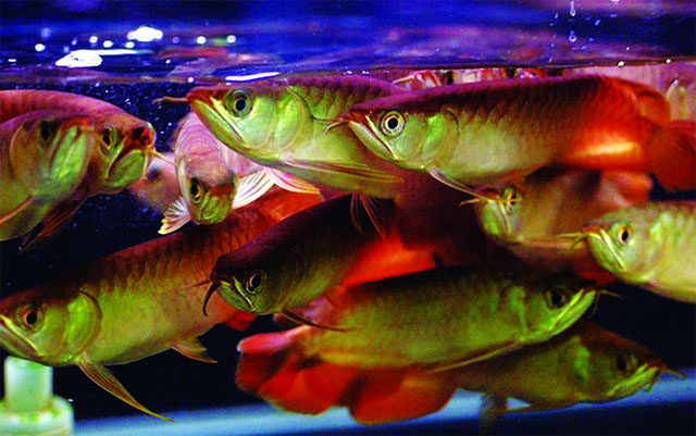 Vua cá cảnh Singapore 