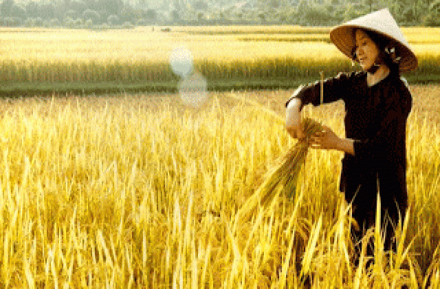 Tia hy vọng cho 'hạt ngọc' Việt