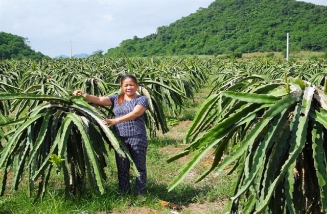 Nông nghiệp rủi ro cao nhưng dễ 'ăn to'