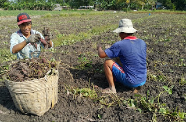 Khoai lang tăng giá 3-4 lần, nông dân Vĩnh Long sướng rơn