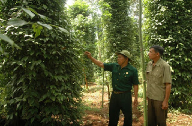 Hồ tiêu tăng 'nóng' - Bài 1: Tỷ phú nhờ trồng tiêu
