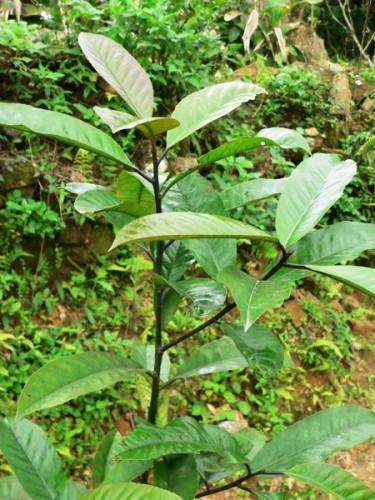 Kỹ thuật trồng cây chè đắng ở vùng núi phía bắc