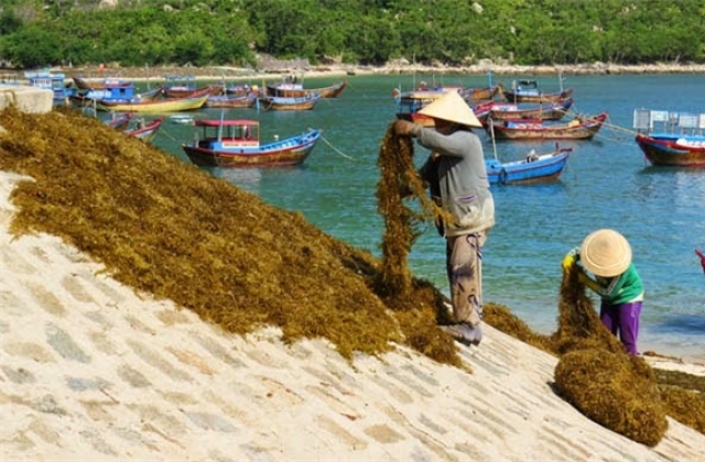 Khuyến nông Khánh Hòa: Nhiều mô hình hiệu quả..