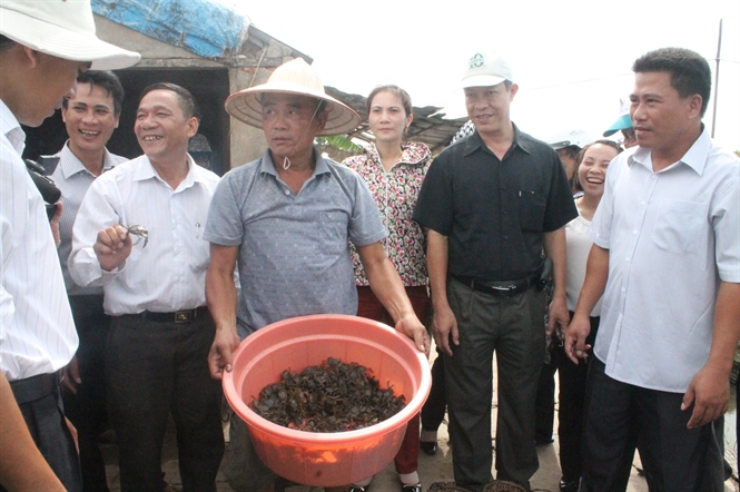 Nuôi rạm trong ruộng lúa