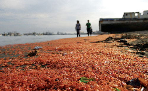 Trung Mỹ: Tôm chết liên tiếp không rõ nguyên nhân