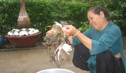 Tiền Giang: Ếch đồng đầu mùa mưa có giá cao kỷ lục