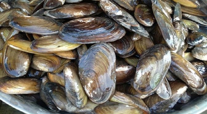 Giải pháp kiểm soát, diệt hến, vẹm trong ao tôm