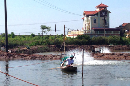 Ninh Bình: Kim Sơn nhiều diện tích tôm nuôi bị thiệt hại