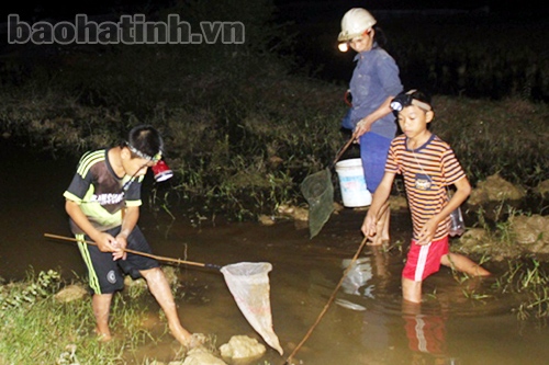 Hà Tĩnh: Đức Thọ trúng mùa rươi