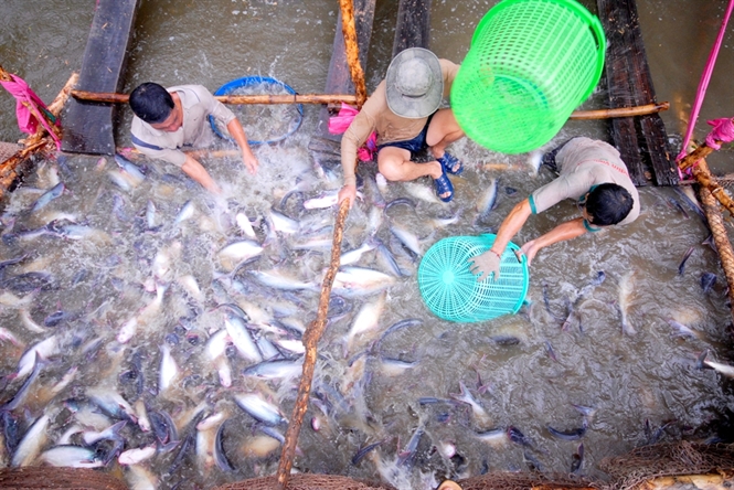 Đẩy mạnh phòng chống dịch bệnh cá tra