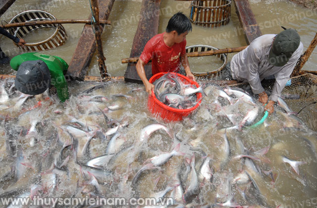 Cá tra le lói những tia sáng