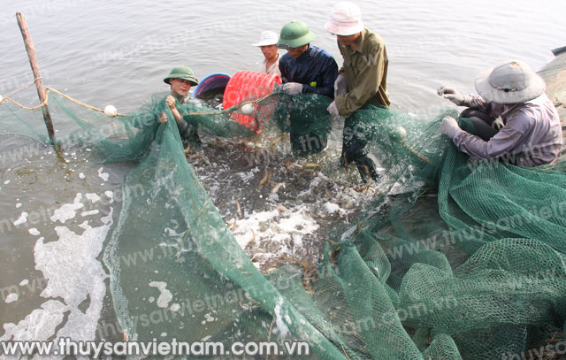 Quảng Ninh: Tập trung phát triển toàn diện ngành thủy sản
