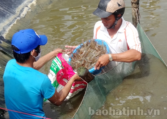 Hà Tĩnh: Nuôi tôm theo hướng VietGap
