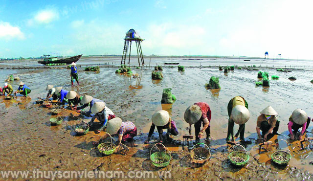 Nghề nuôi ngao thịt