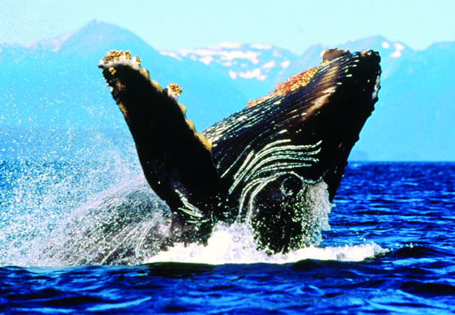 (Thủy sản Việt Nam) - Trên mặt đất có 