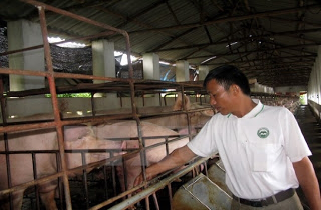 Tây Ninh cấm không cho xuất chuồng 500 con lợn có chất tạo nạc