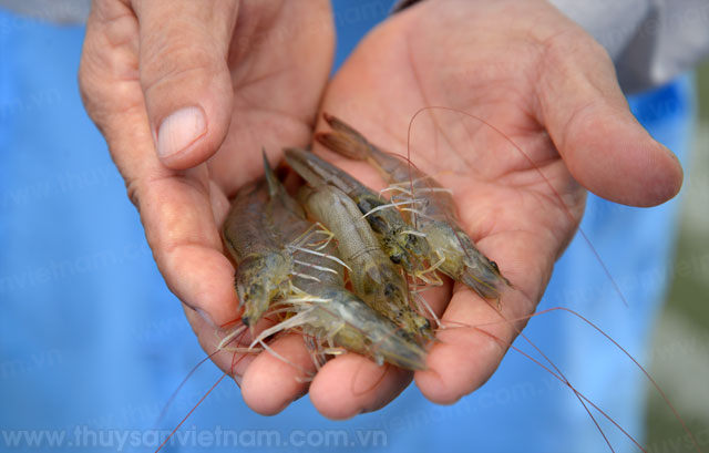 Bạc Liêu: Tham quan mô hình nuôi tôm siêu thâm canh trong nhà kính