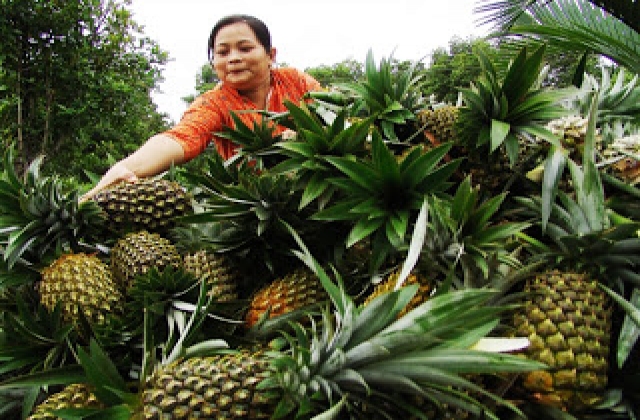 Gừng, khóm đều rớt giá
