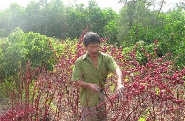 Bội thực' hoa atisô đỏ...