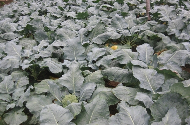 Kinh nghiệm trồng súp lơ xanh.
