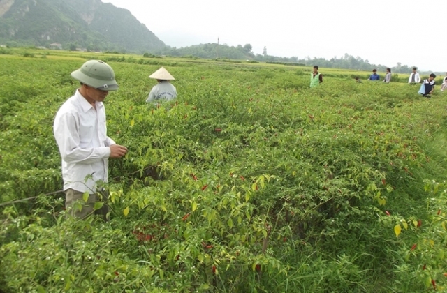 Cầu nối doanh nghiệp với nông dân...