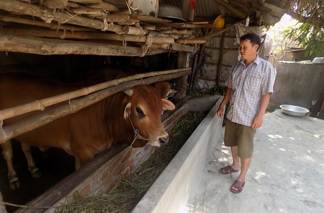 Bò vàng giảm giá lại khó bán..