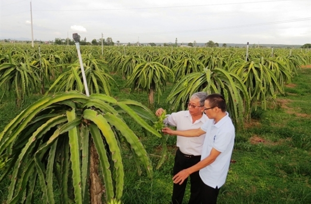 Tưới tiết kiệm cho thanh long.