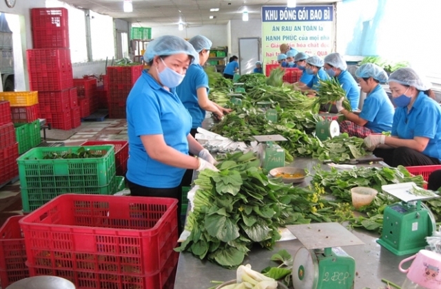 HTX kiểu mới tiêu biểu: Thu 18 tỷ đồng từ rau sạch.