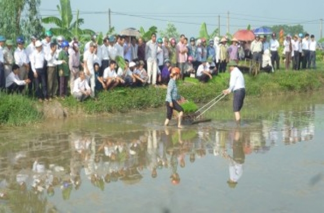 Gieo mạ và cấy bằng công cụ thủ công