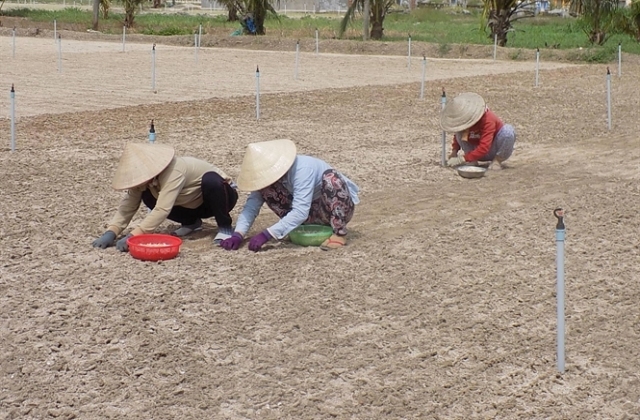 Trồng tỏi và hoa màu kiếm hàng trăm triệu đồng/năm...
