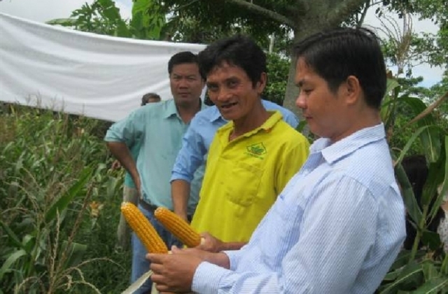 Chuyển lúa sang bắp...