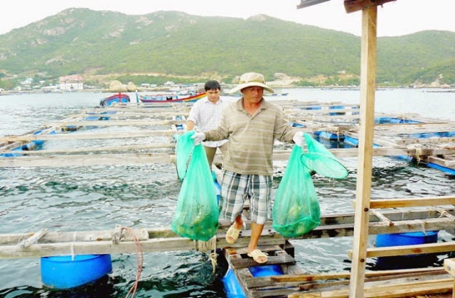 Toàn tỉnh Khánh Hòa có hơn 23.300 lồng nuôi tôm hùm