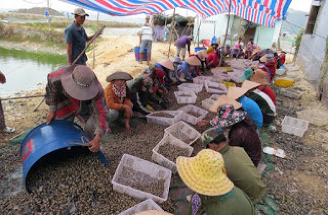 Phú Yên: Người nuôi ốc hương chờ giá