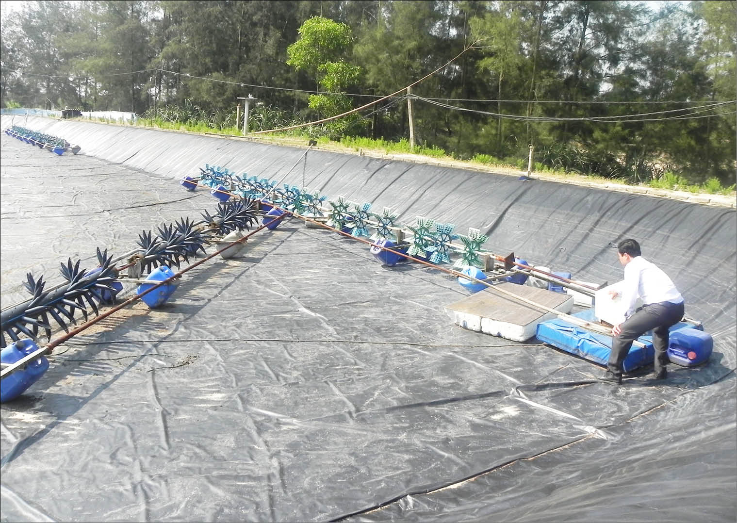 “Phơi hồ” vì dịch và giá tôm thấp