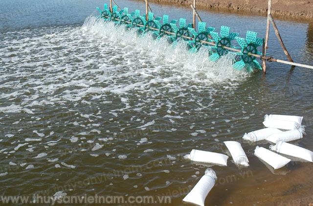 Kiên Giang: Nhiều diện tích nuôi tôm tiếp tục thiệt hại