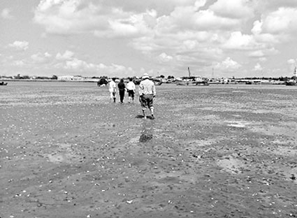 Bà Rịa - Vũng Tàu: Hiện tượng nghêu chết hàng loạt tại huyện Long Điền: Đã tìm ra nguyên nhân