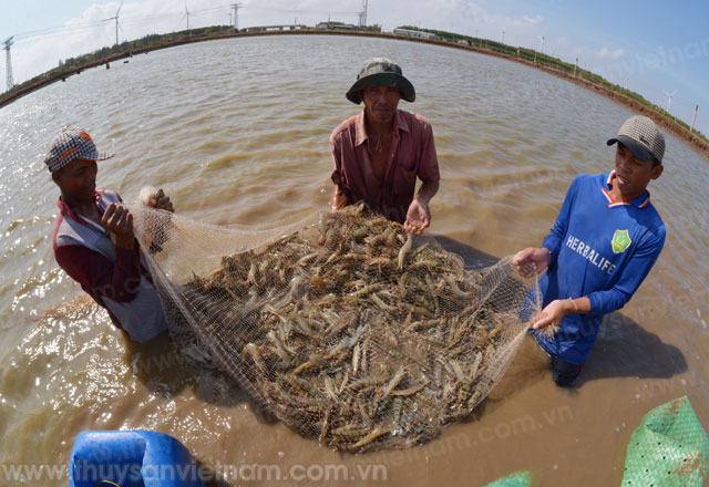 Giải pháp nuôi tôm nước lợ cho các tỉnh phía Nam
