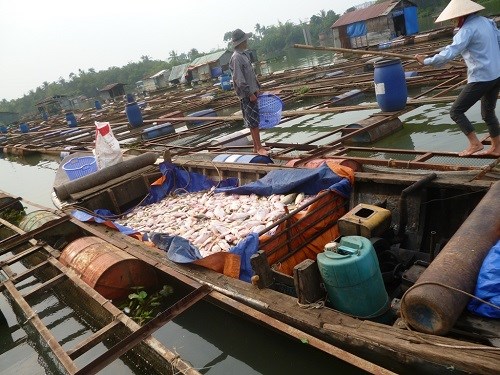 Cá chết trắng sông, người dân mất hàng tỷ đồng