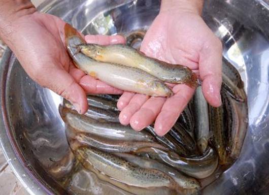 Lâm Đồng: Thành công bước đầu mô hình thử nghiệm nuôi cá chạch bùn thương phẩm