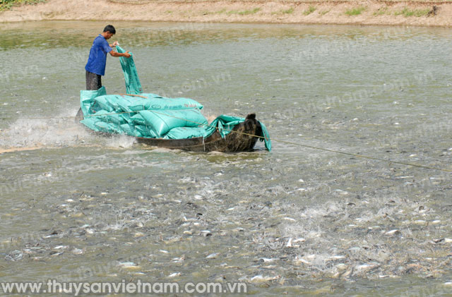Vĩnh Long: Nhiều diện tích nuôi cá tra đạt chứng nhận tiên tiến