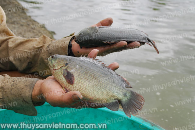 Phú Yên: Thành công từ nuôi cá rô đầu vuông thương phẩm tại Tây Hòa