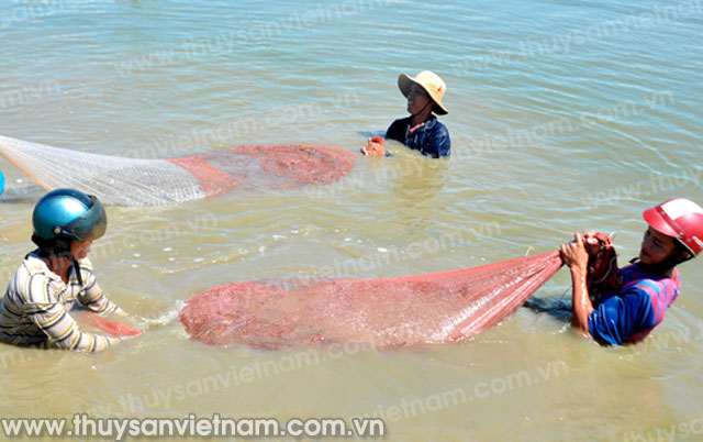 Cà Mau: Thới Bình ồ ạt nuôi tôm ngoài quy hoạch