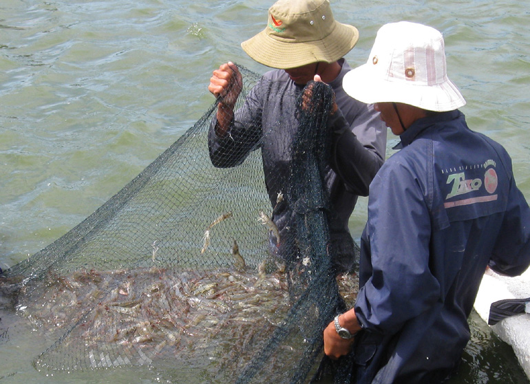 Phú Yên: Kiểm soát giống, môi trường để phòng trị bệnh tôm