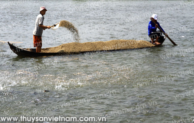 Vĩnh Long: Cấp mã số nhận diện cho 132 cơ sở nuôi cá tra