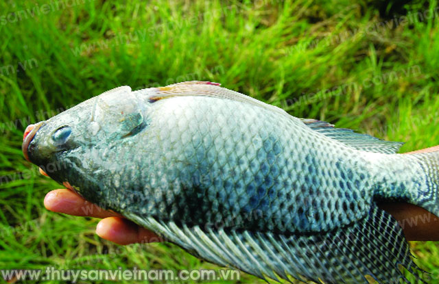 Ứng dụng công nghệ biofloc trong nuôi thâm canh cá rô phi